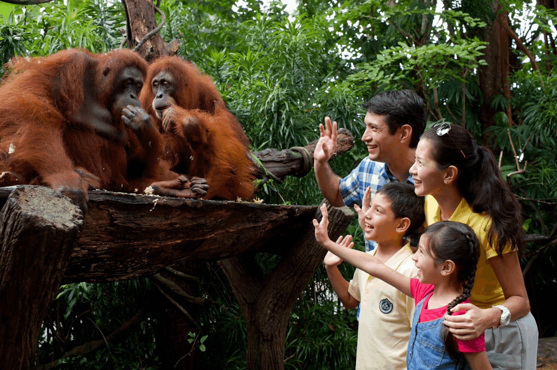  Family with children watching orangutans at Singapore Zoo in Mandai Wildlife Reserve.