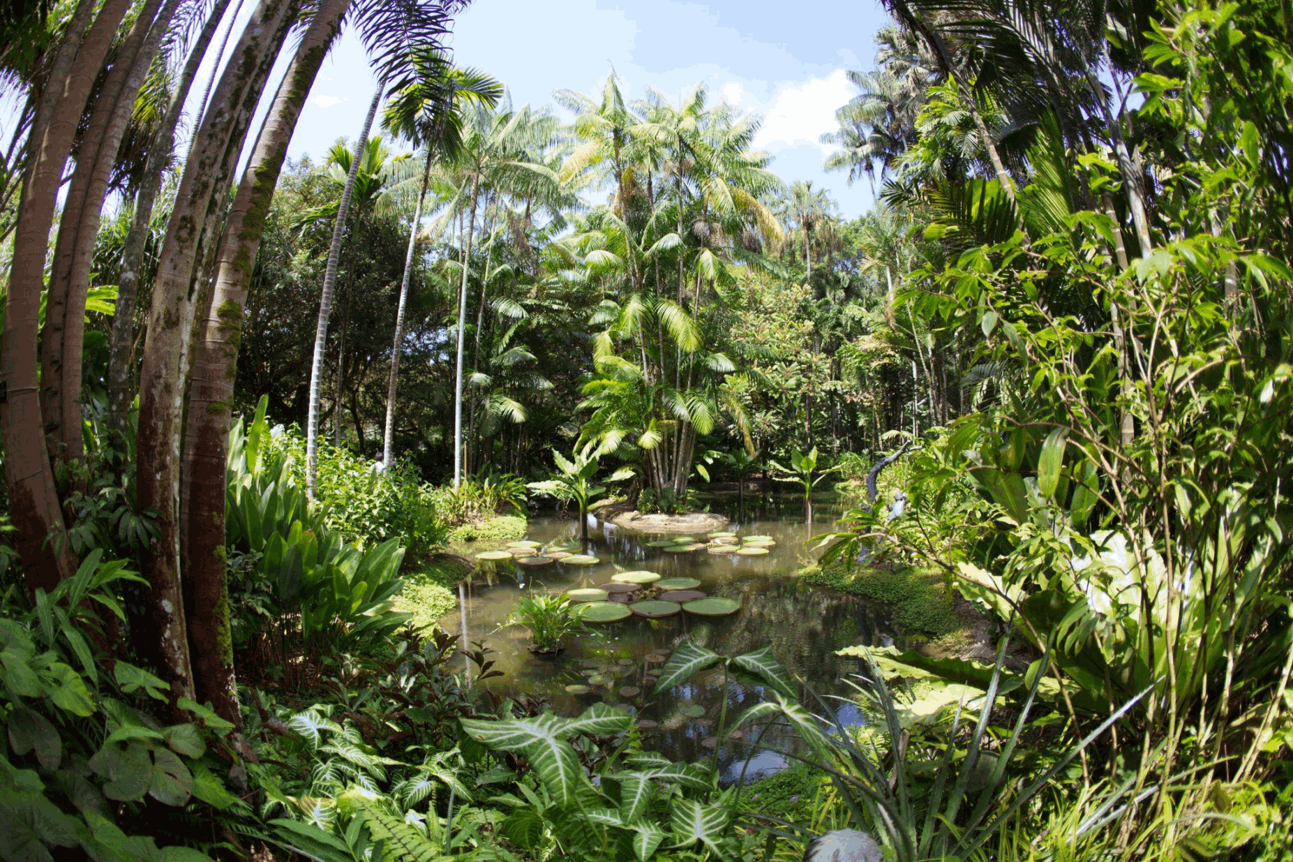 Lush greenery and pond at Singapore Botanic Gardens, a peaceful free nature attraction for budget travellers visiting Singapore.