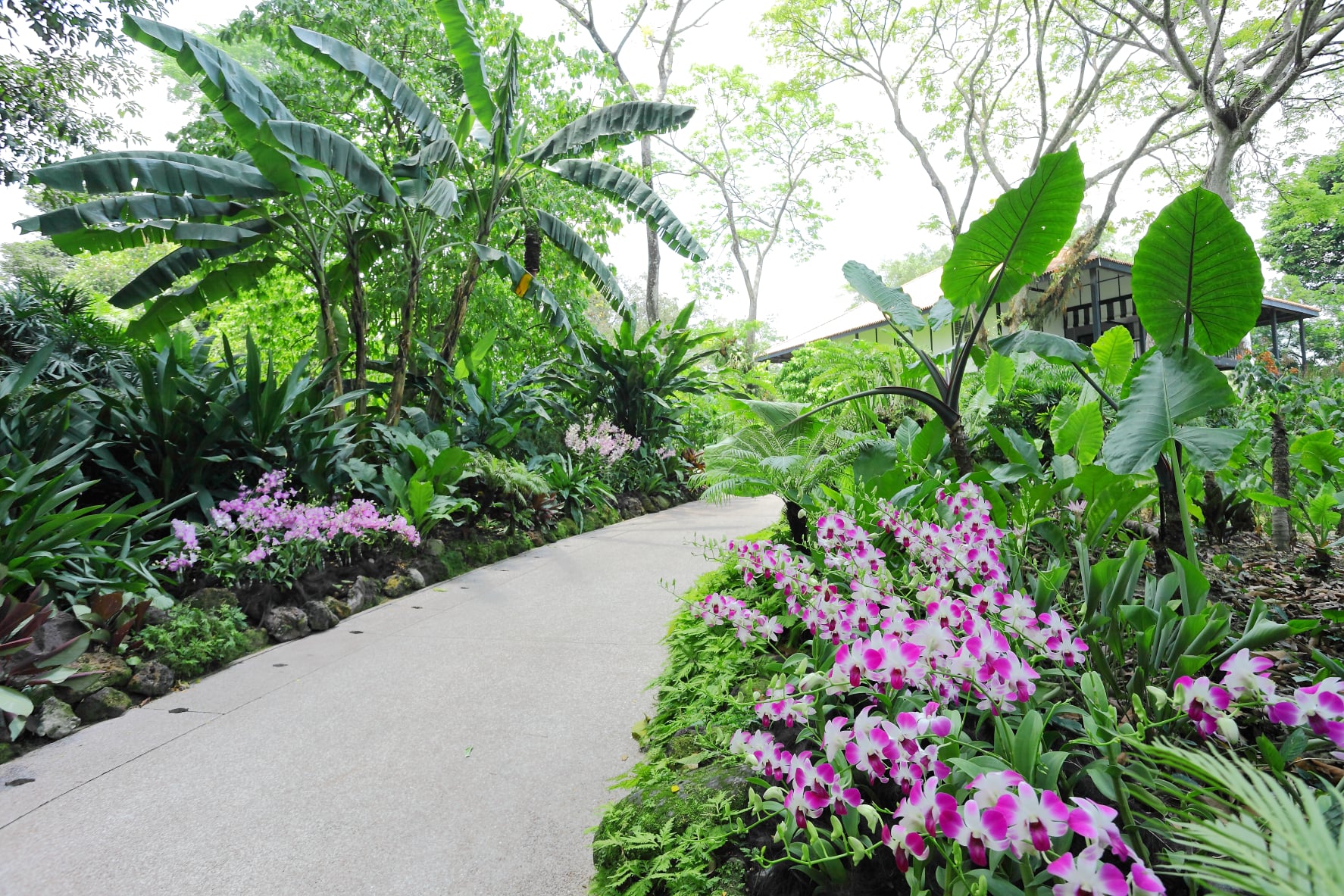 Singapore Botanic Gardens - Walkway with Orchids