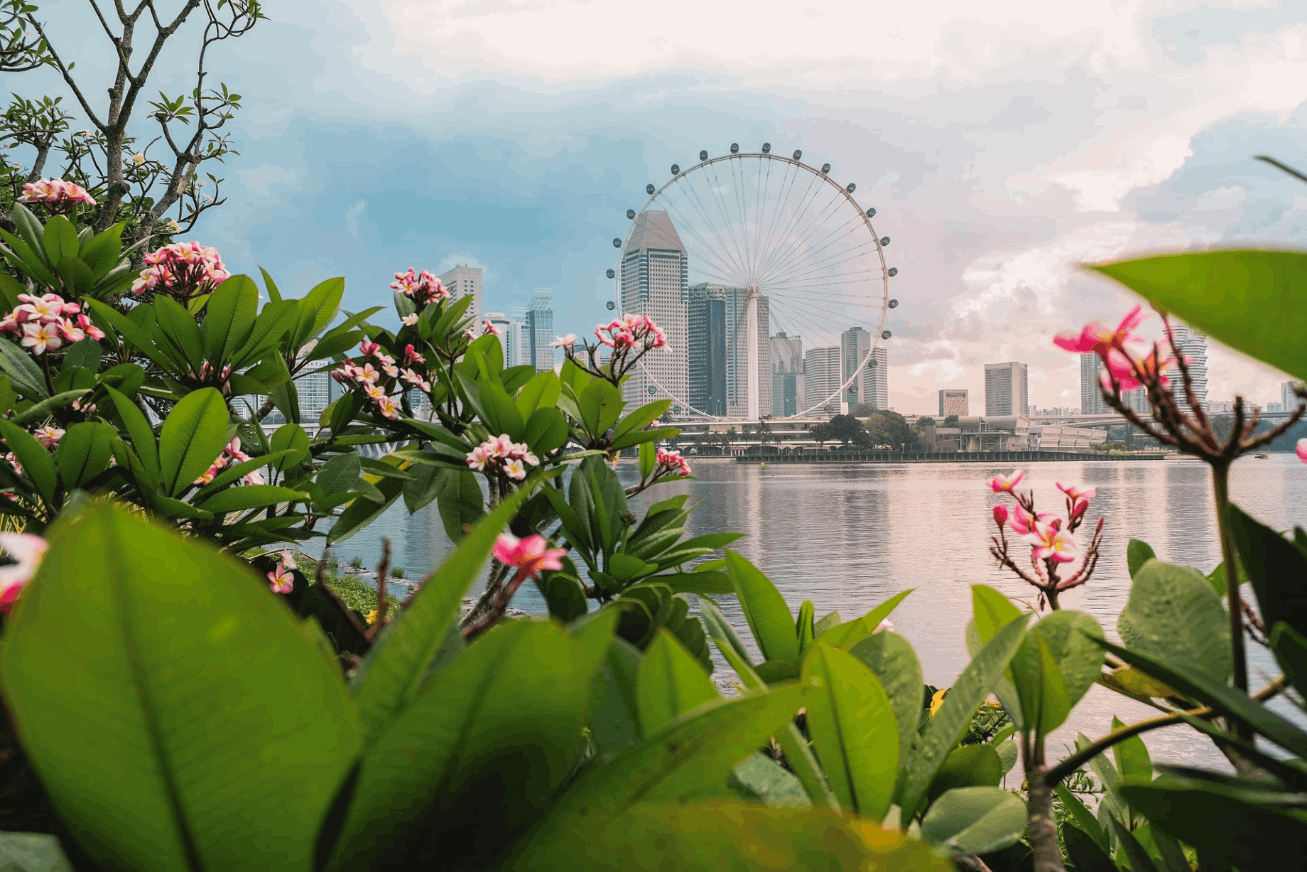 A scenic view of the Singapore Flyer and city skyline across the water, framed by vibrant pink and white tropical Frangipani flowers in the foreground, evoking a sunny winter escape.