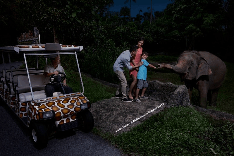 Discover Singapore Night Safari