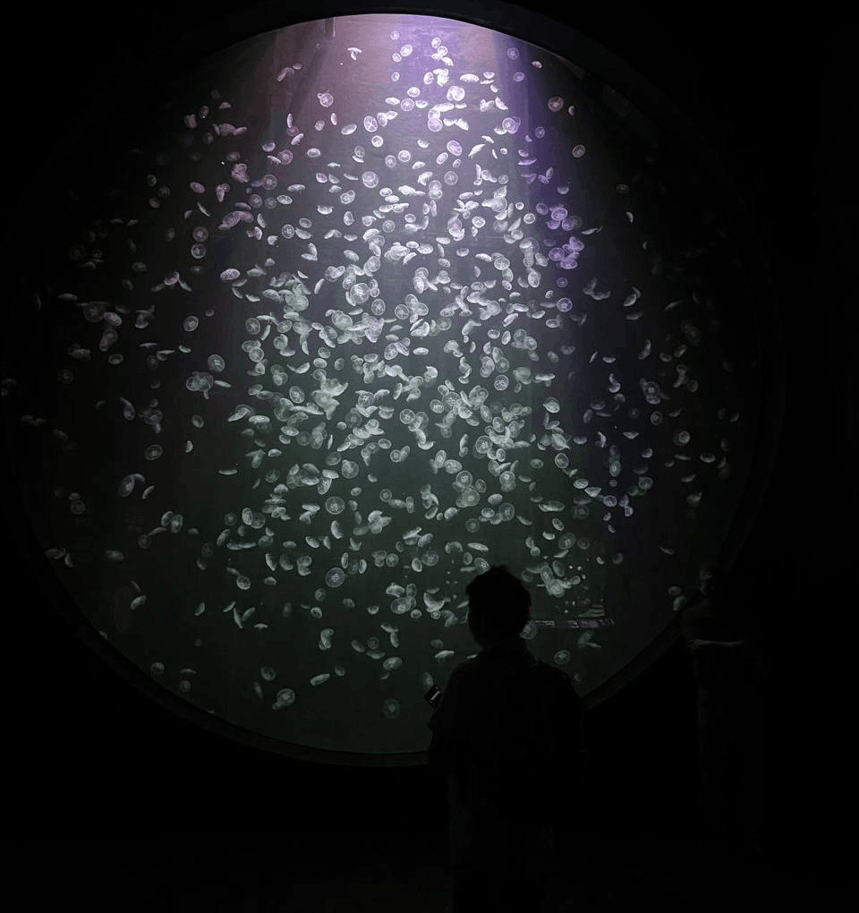 Silhouette of a visitor viewing hundreds of jellyfish in a large illuminated tank at Singapore Oceanarium.
